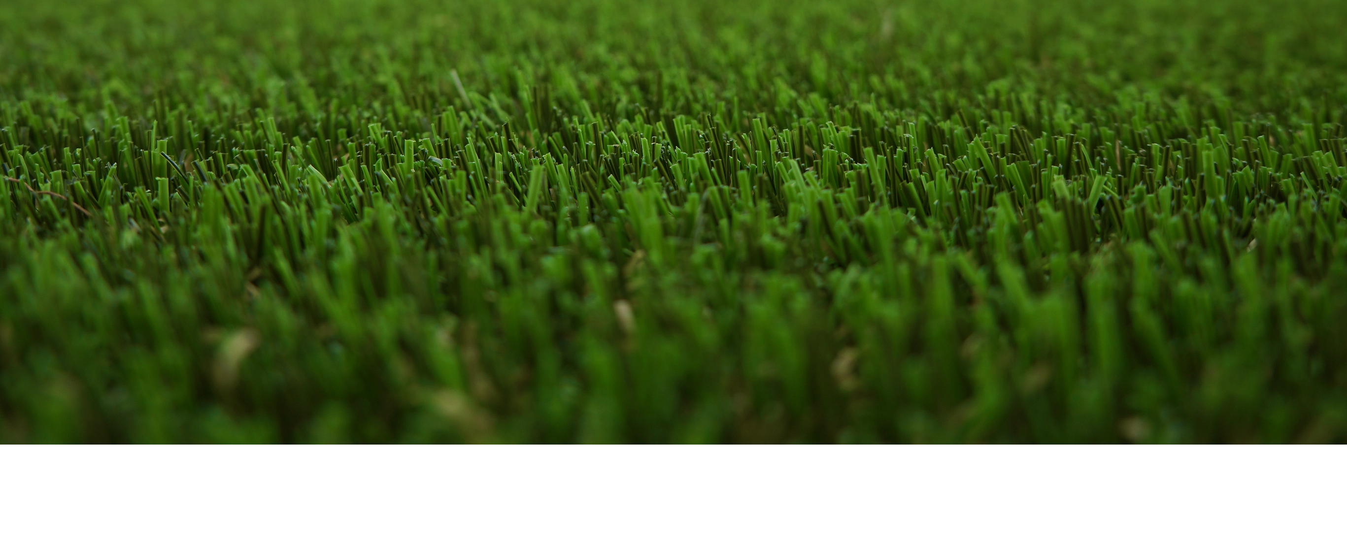 grass field